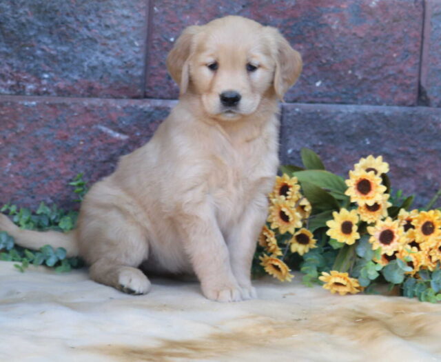  Golden Retriever