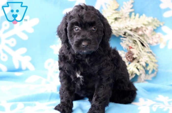 Mini Aussiedoodle