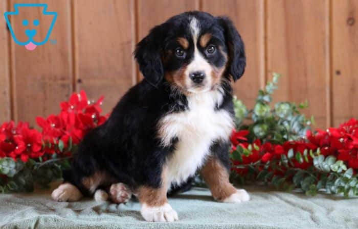 Mini Bernese Mountain Dog puppy.