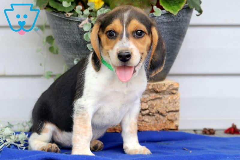 Beagle puppy