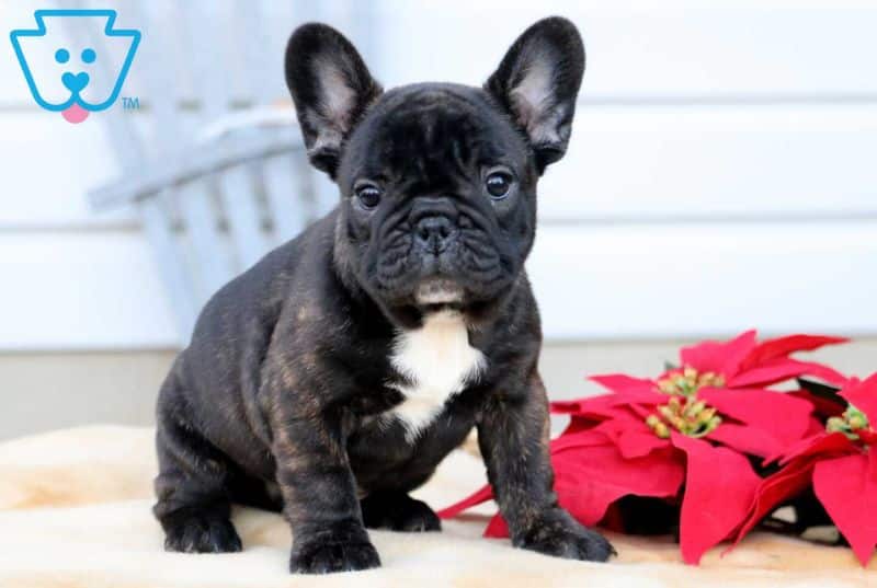 French bulldog puppy 