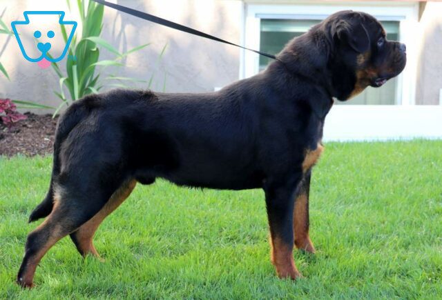 Diezel Rottweiler Levi Glick image