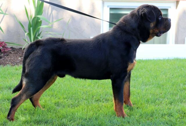 Diezel Rottweiler Levi Glick image