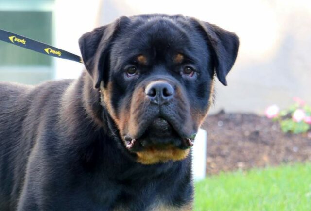 Diezel Rottweiler Levi Glick2 image