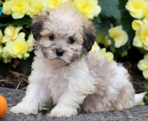 Havanese