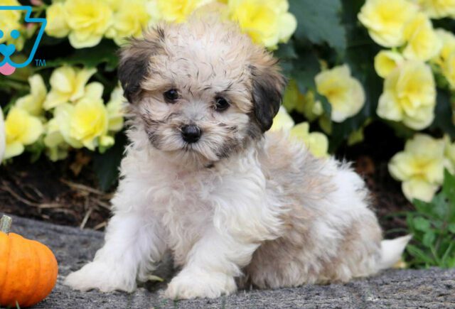 Havanese