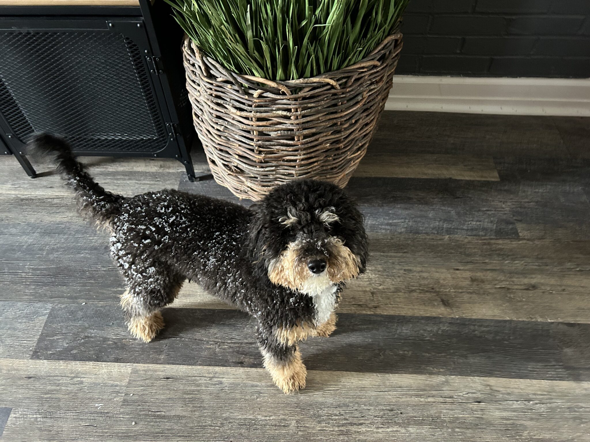 The Ultimate Guide Mini Bernedoodle Puppies For Sale You Need To Know About - a2muwjd
