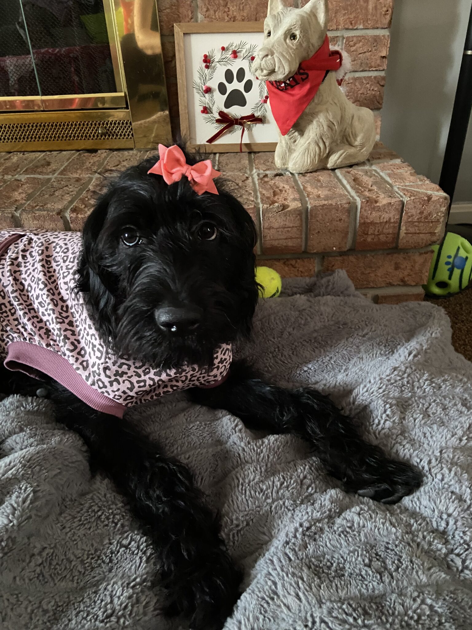 Lab Mix Puppies for Sale Keystone Puppies