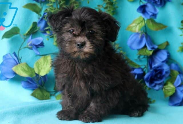 Lhasa Apso Mix