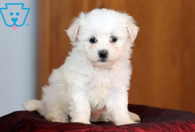 Maltese Mix