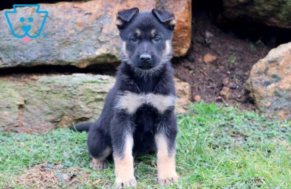 German Shepherd puppy.