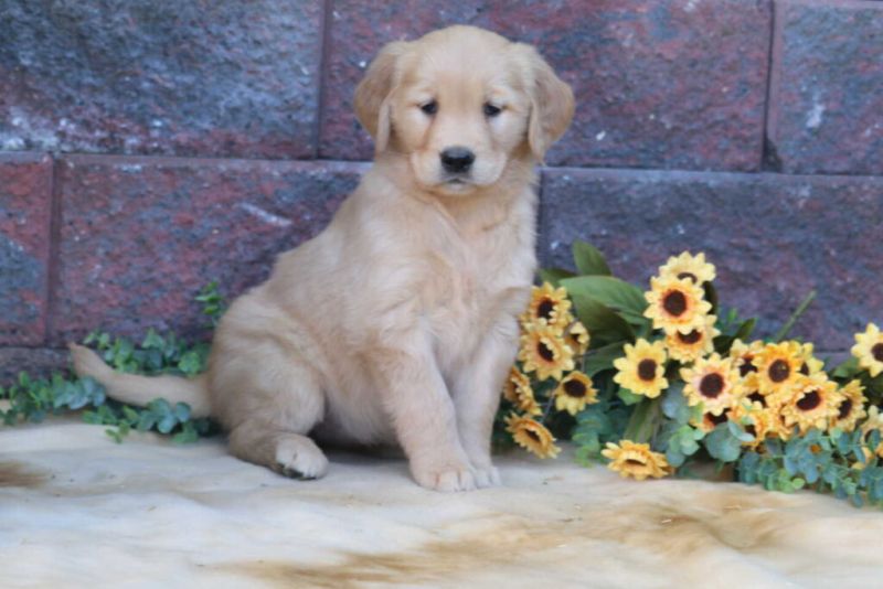 Golden Retriever puppy sitting in a flower bed.