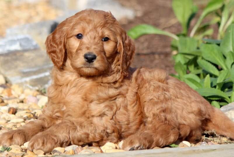 Goldendoodle puppy.