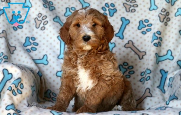 Goldendoodle puppy.