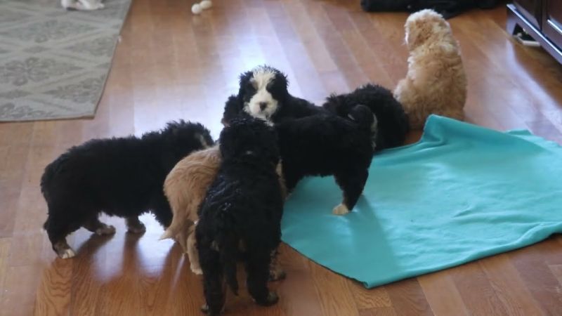 Bernedoodle puppy.