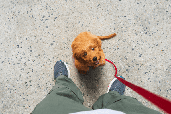 Goldendoodle puppy on a leash in New York City.