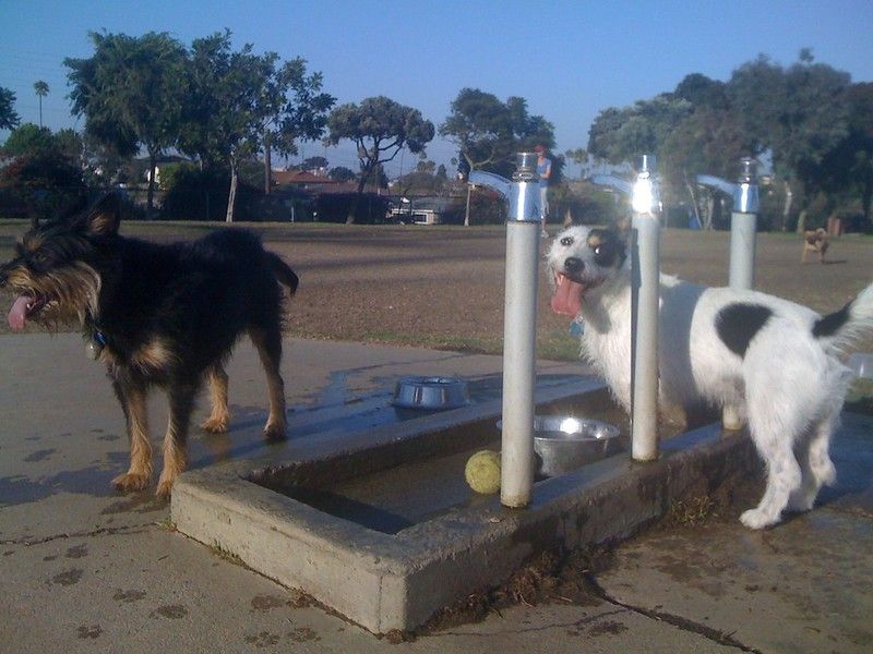 Dog park in Redondo Beach, CA.