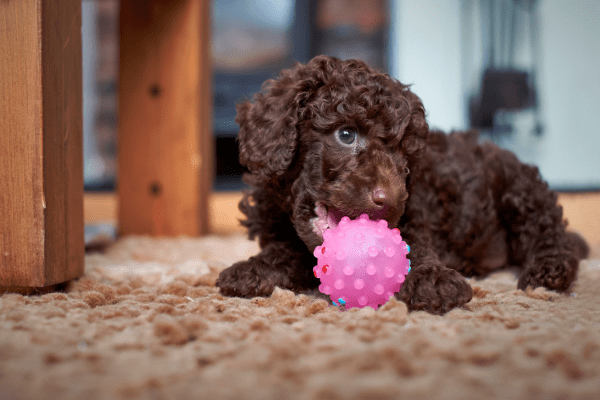 A dark brown toy poodle playing with a ball at home.