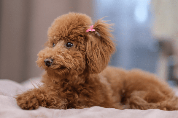 A well groomed toy poodle at home.