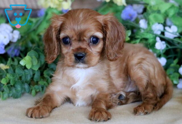Honey cAVALIER 1-001 image