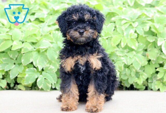 Lola Mini Poodle 1-001 image
