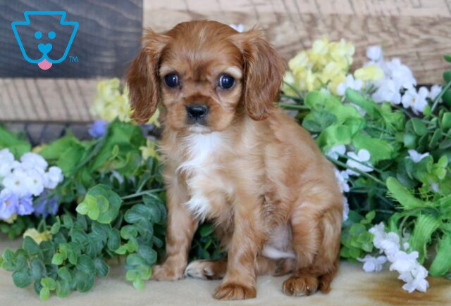 hONEY 2-001 image