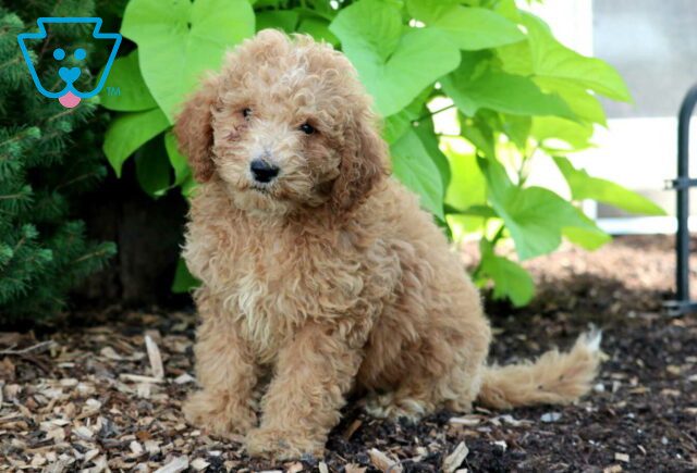 Danny Mini Goldendoodle image
