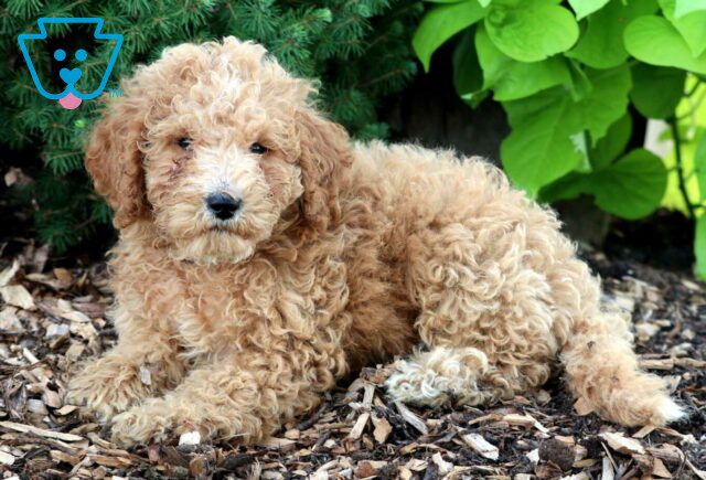 Danny Mini Goldendoodle2 image
