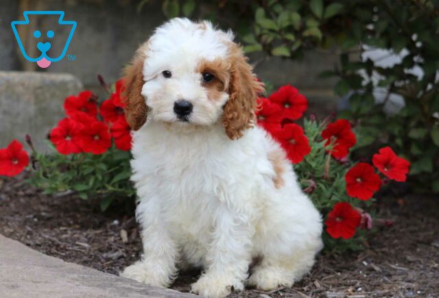 Farrah Cavapoo image