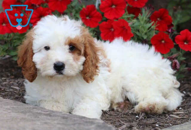 Farrah Cavapoo2 image