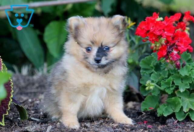 Marble Pomeranian 1-001 image