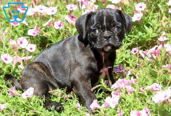 Pug Mix puppy.