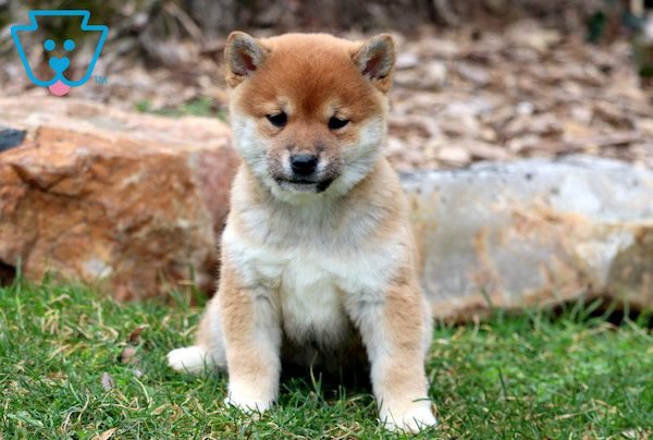 Shiba Inu puppy.