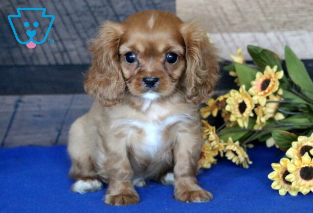 Austin Cavalier image
