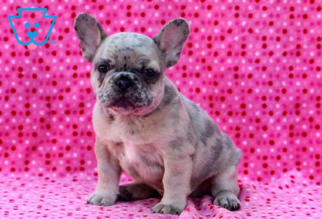 Bentley French Bulldog image