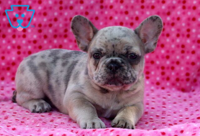 Bentley French Bulldog2 image