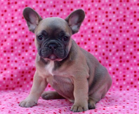 Boss French Bulldog