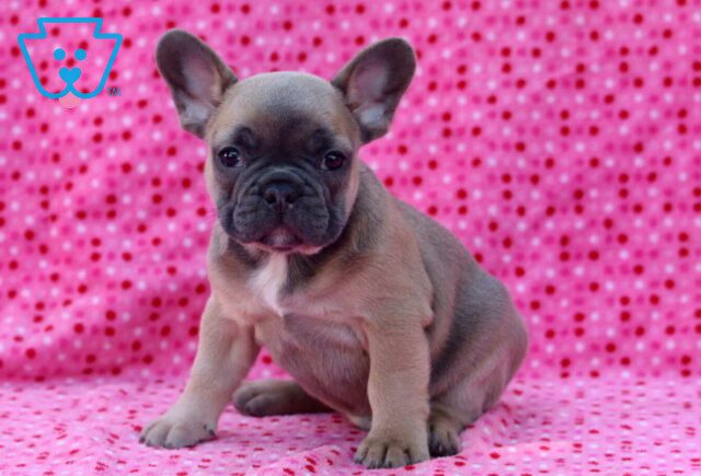 Boss French Bulldog image