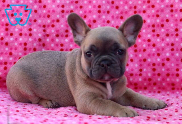 Boss French Bulldog2 image