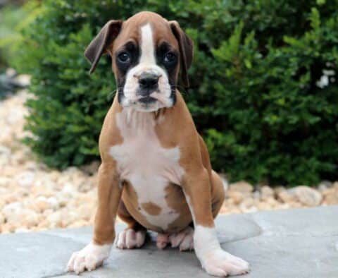 Buck Boxer