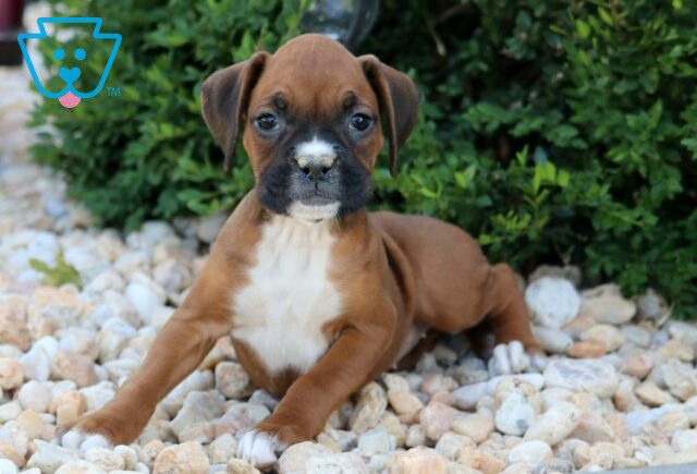 Dori Boxer image