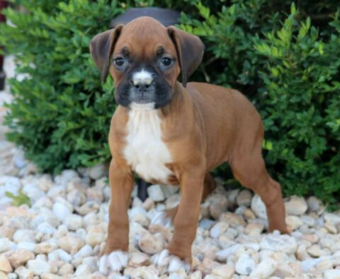 Dori Boxer2