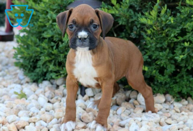 Dori Boxer2 image