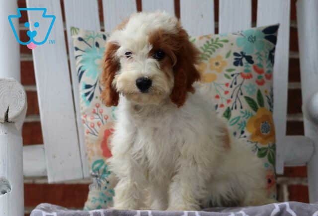 Farrah Cavapoo Retake image