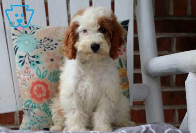 Farrah Cavapoo Retake2 image