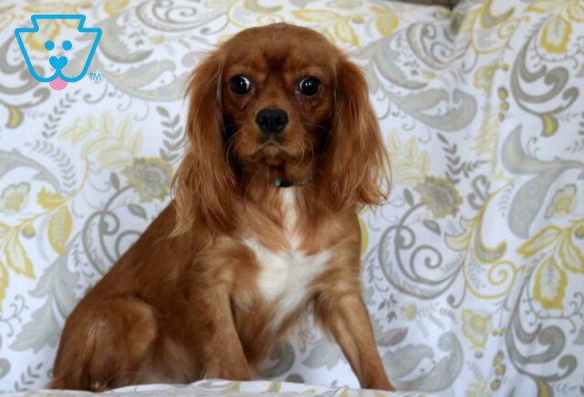 Glory Cavalier King Charles Spaniel Levi Glick image