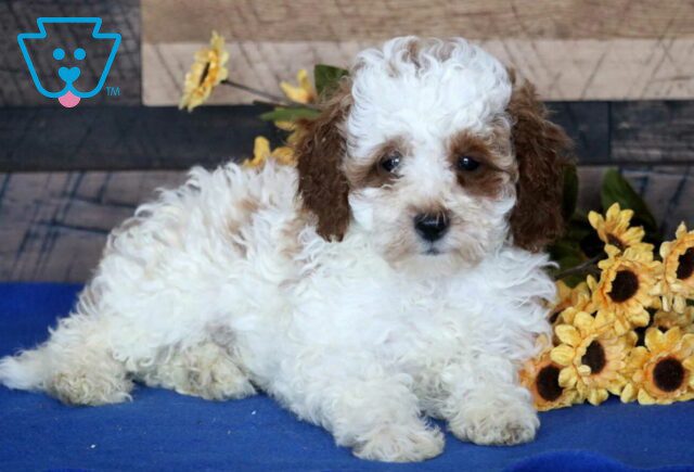 Jayla Mini Poodle image