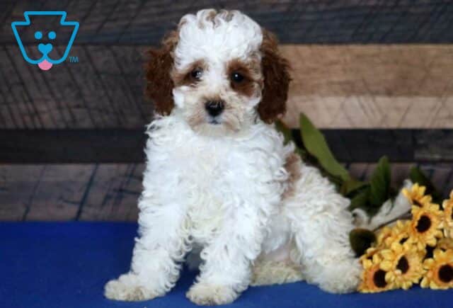 Jayla Mini Poodle2 image