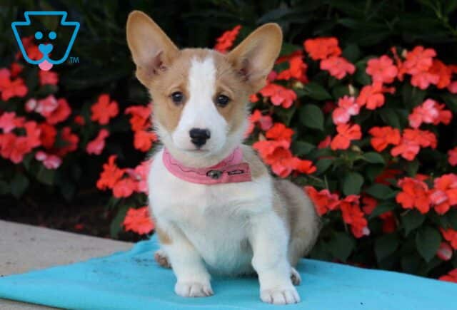 Marge Welsh Corgi image