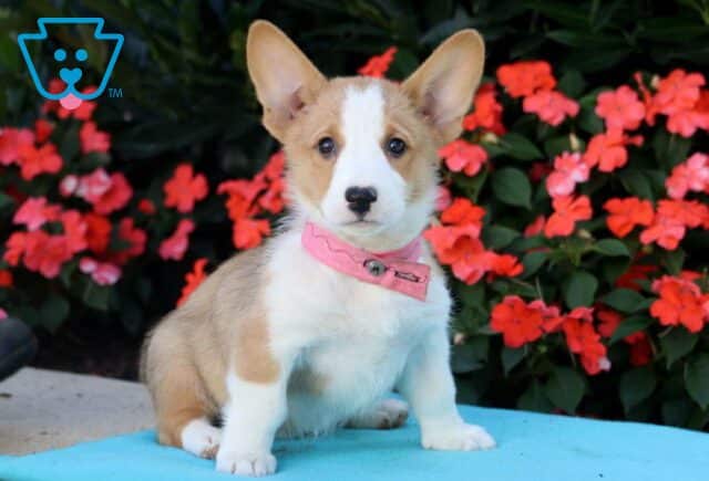 Marge Welsh Corgi2 image